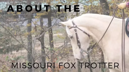 Adopting a Missouri Fox Trotter Horse